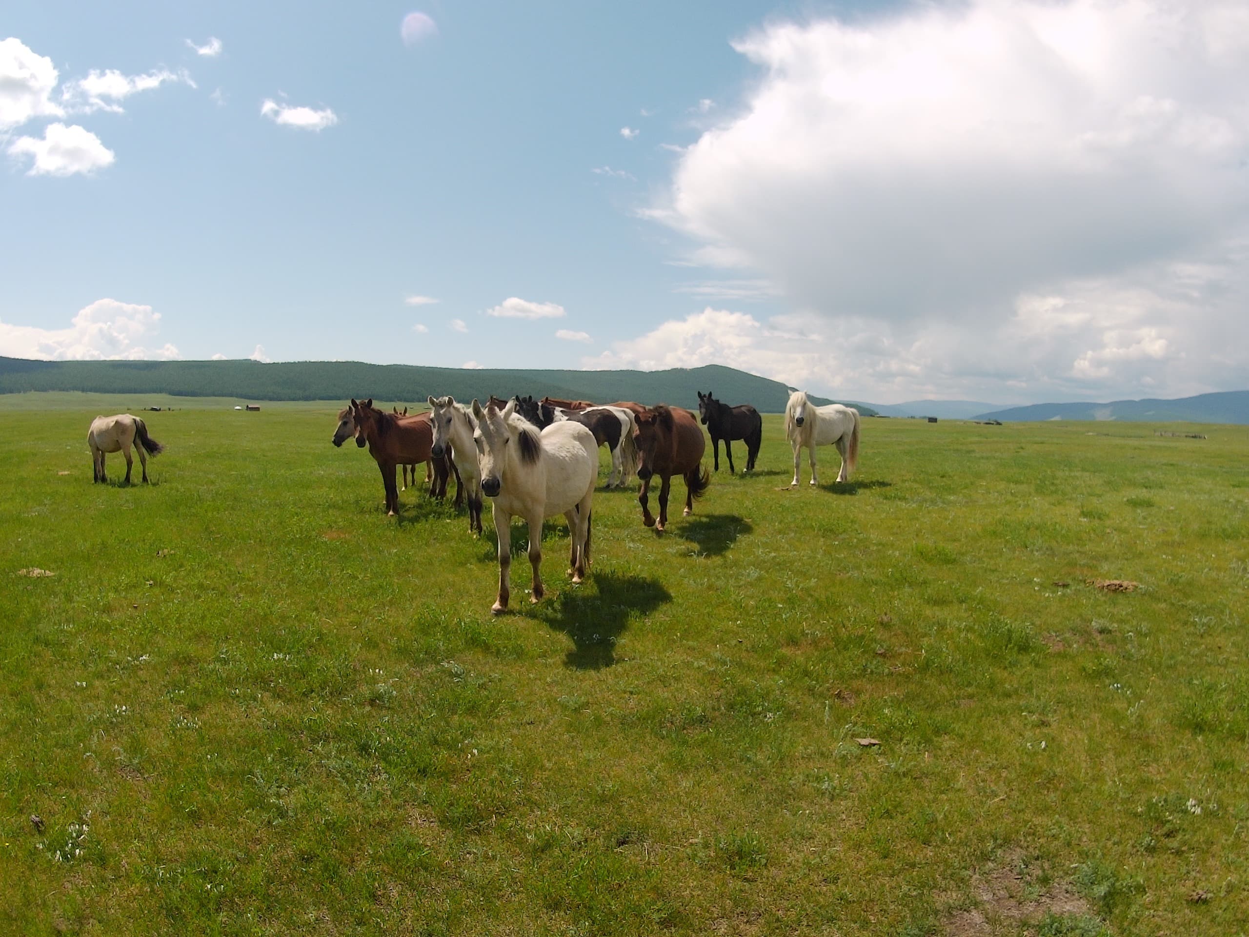 A herd of wild horses grazing across the open Mongolian steppe