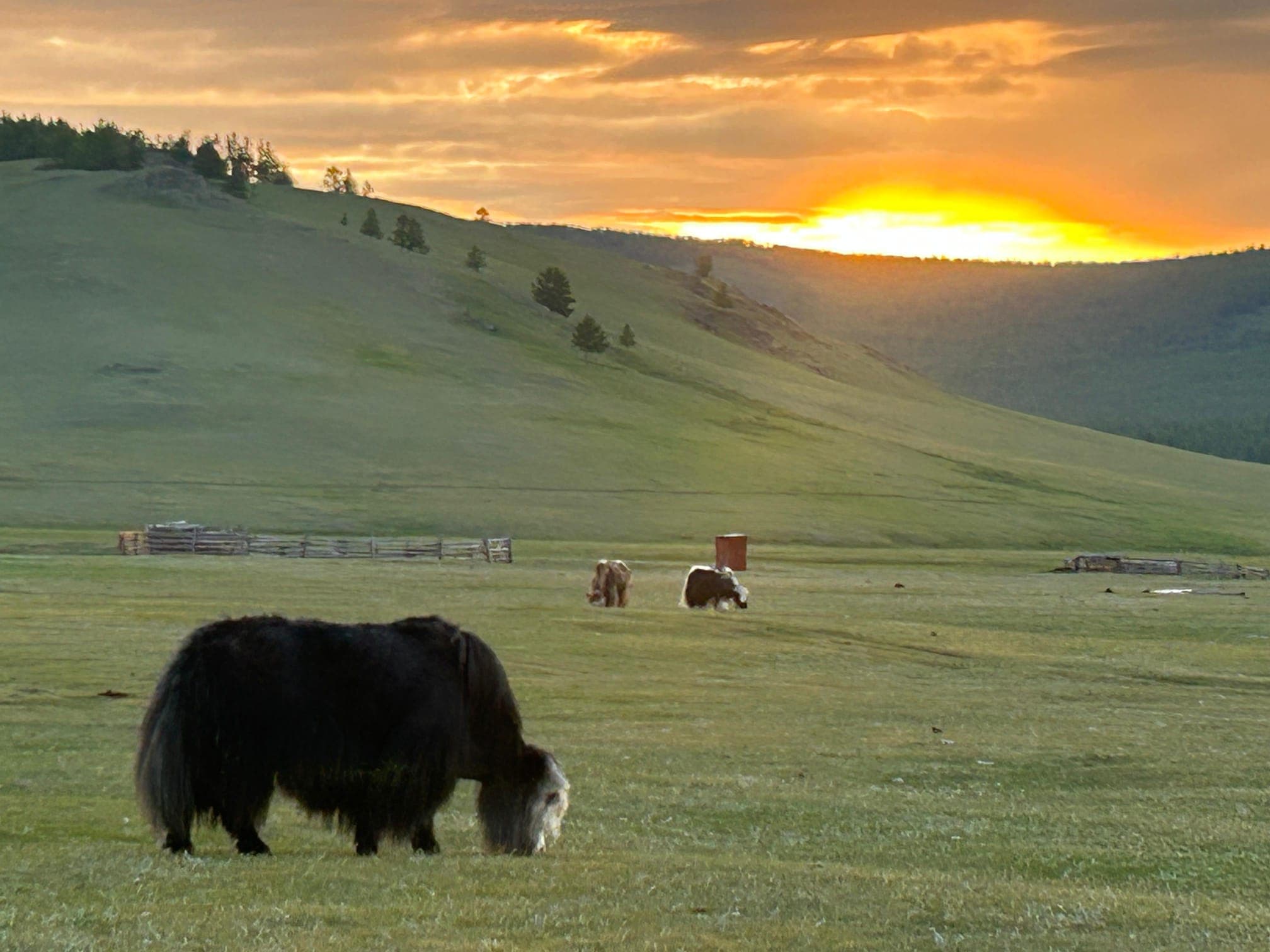 A yak grazing on the steppe as the sun sets behind the hills