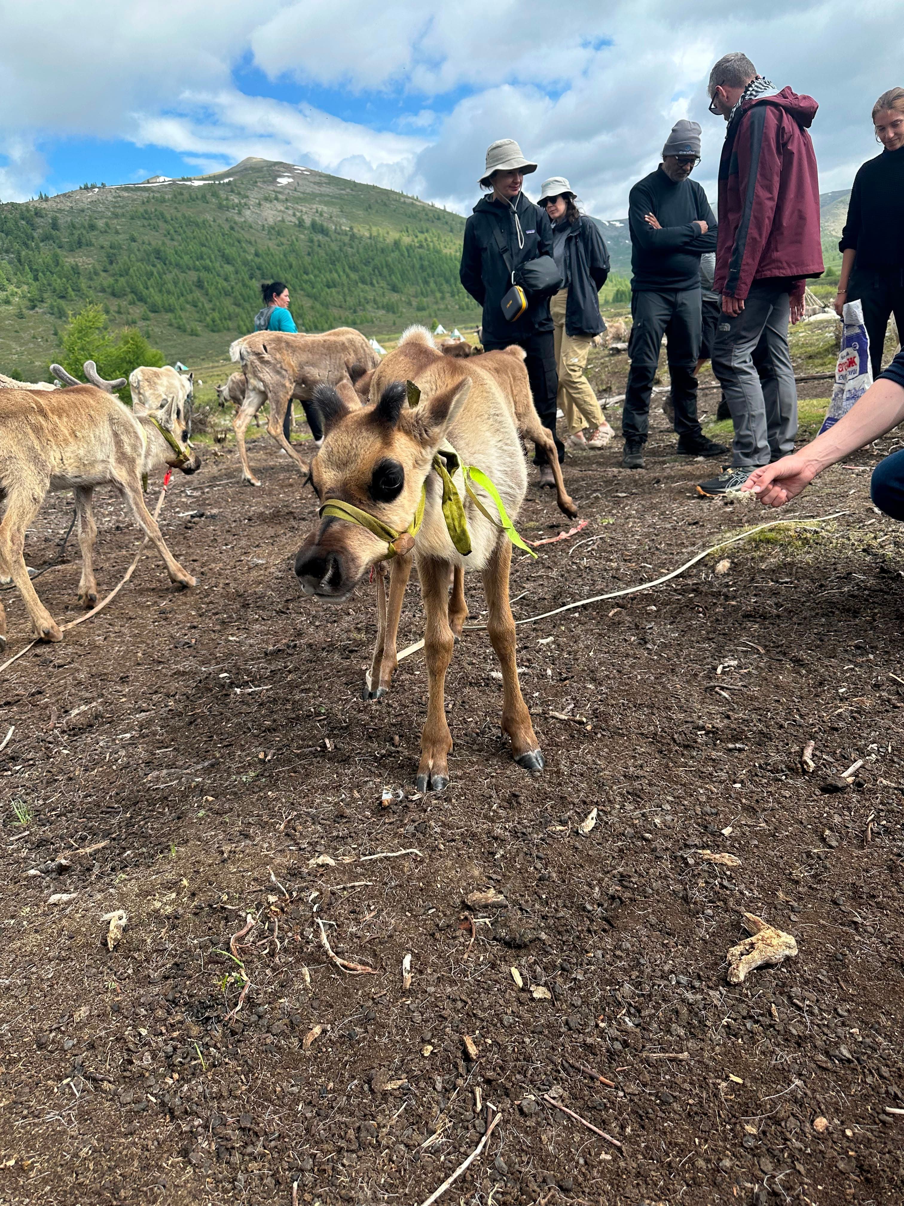 A group of travellers together with reindeer during an expedition in the mountains