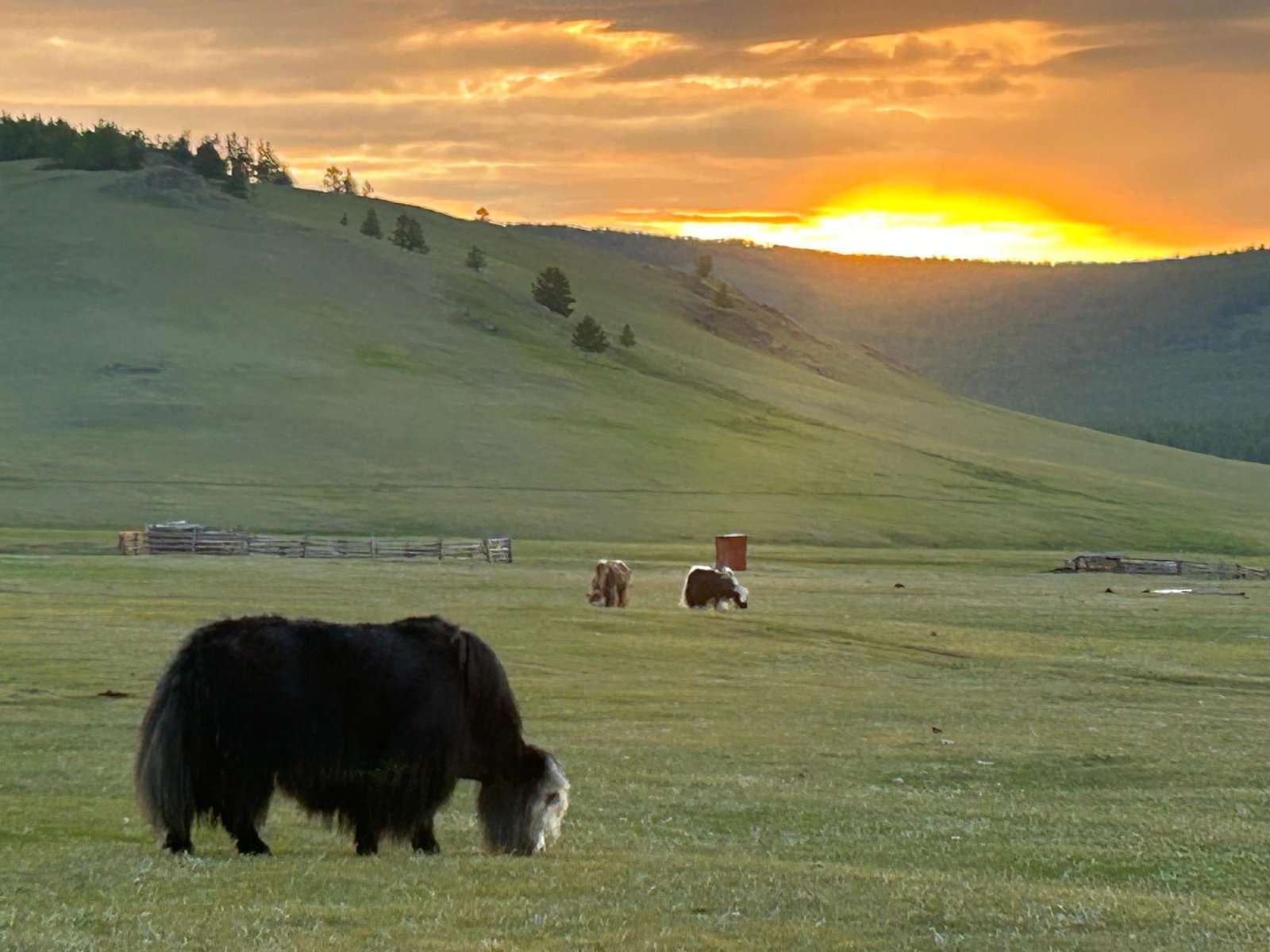 A yak grazing on open grassland as the sun sets behind the hills